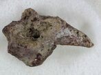 Dimetrodon Claw From Oklahoma #33604-1